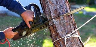 Trusted Derby, KS Tree Services Experts